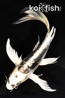 8.5" KIKOKURYU BUTTERFLY