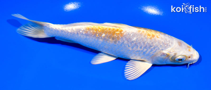 7.25" GINRIN HARIWAKE