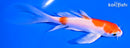 5" HARIWAKE BUTTERFLY