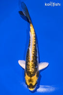 6" KIN KIKOKURYU