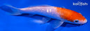 6" GINRIN KOHAKU