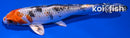 6" YAMATO NISHIKI