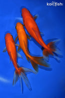 PACK OF (3) 5.5-6" WAKIN GOLDFISH