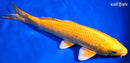 8.75" YAMABUKI OGON