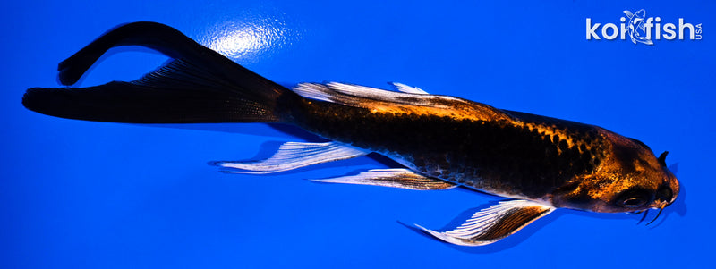 5.5" ORENJI MATSUBA BUTTERFLY