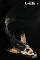 4.75" GINGA BUTTERFLY