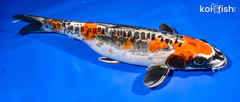 14.75" BENI KIKOKURYU