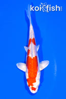 5.25" GINRIN KIKUSUI