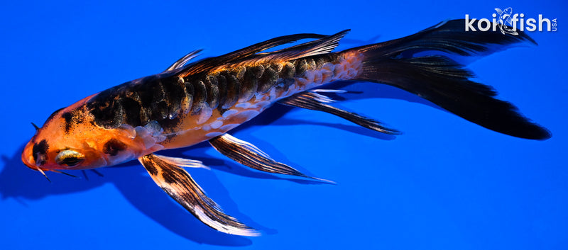 5.5" ARAGOKE ORENJI BEKKO BUTTERFLY