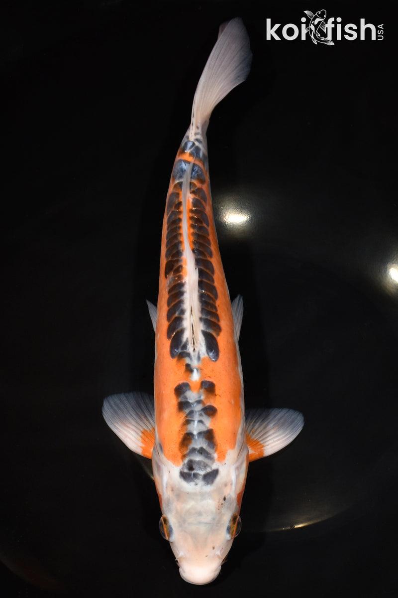 12.75" HI SHUSUI