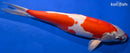 16.5" KIKUSUI