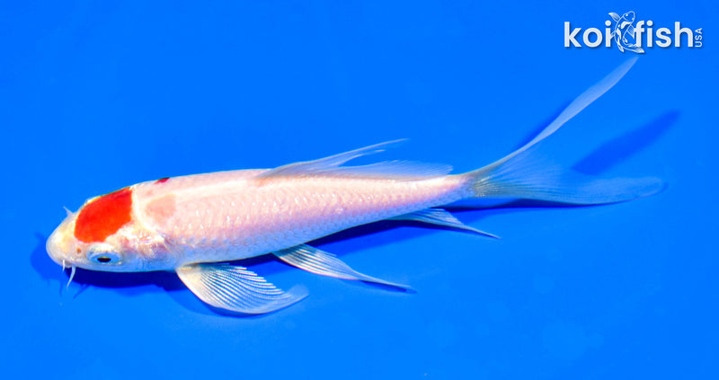 5.5" MARUTEN HARIWAKE BUTTERFLY