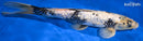 12.75" GINRIN SHIRO UTSURI