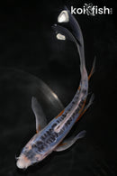 6.75" SHUSUI BUTTERFLY