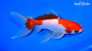 7" SARASA WATONAI GOLDFISH