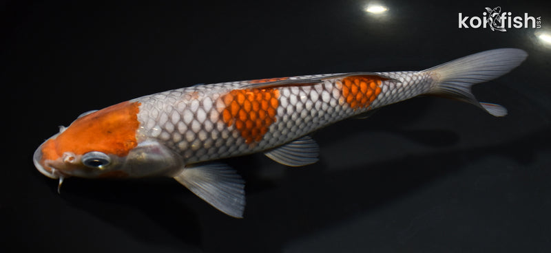 8.25" OCHIBA SHIGURE
