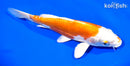 7.75" LEATHER KIKUSUI