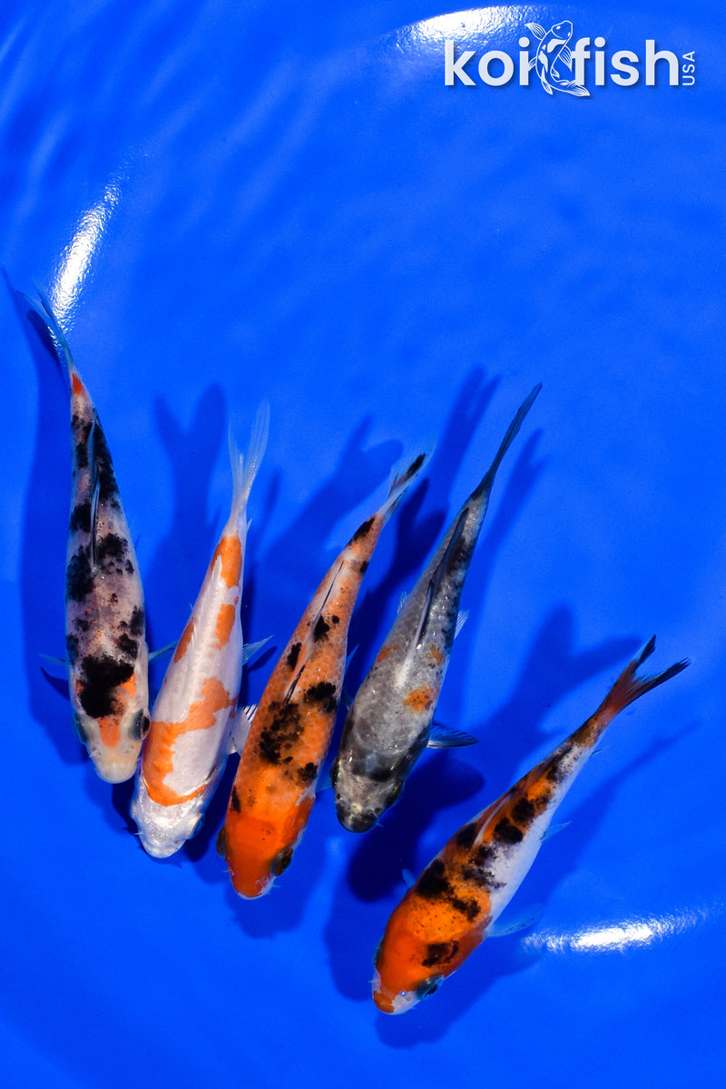PACK OF (5) 3.25"- 3.5" STANDARD KOI