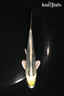 5" KUJAKU