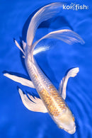 9.25" GINRIN LEMON HARIWAKE BUTTERFLY