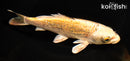 6.75" GINRIN KI BEKKO