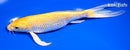 7.5" YAMABUKI OGON BUTTERFLY