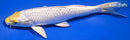 7.25" LEMON HARIWAKE