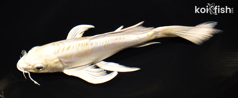 8.75" DOITSU LEMON HARIWAKE BUTTERFLY