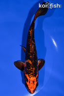 7" HI UTSURI