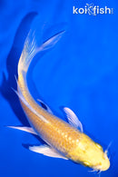 4.75" YAMABUKI OGON BUTTERFLY