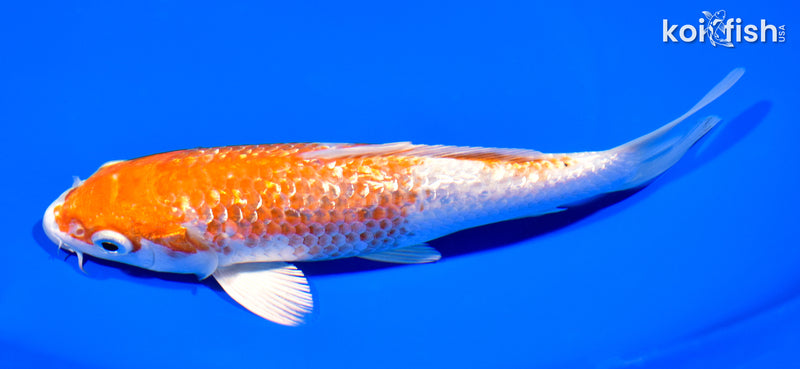 7" GINRIN HARIWAKE