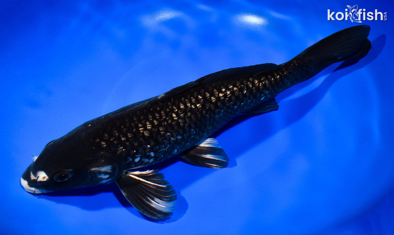 12" GINRIN MATSUKAWABAKE