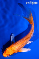 5" ORENJI OGON BUTTERFLY