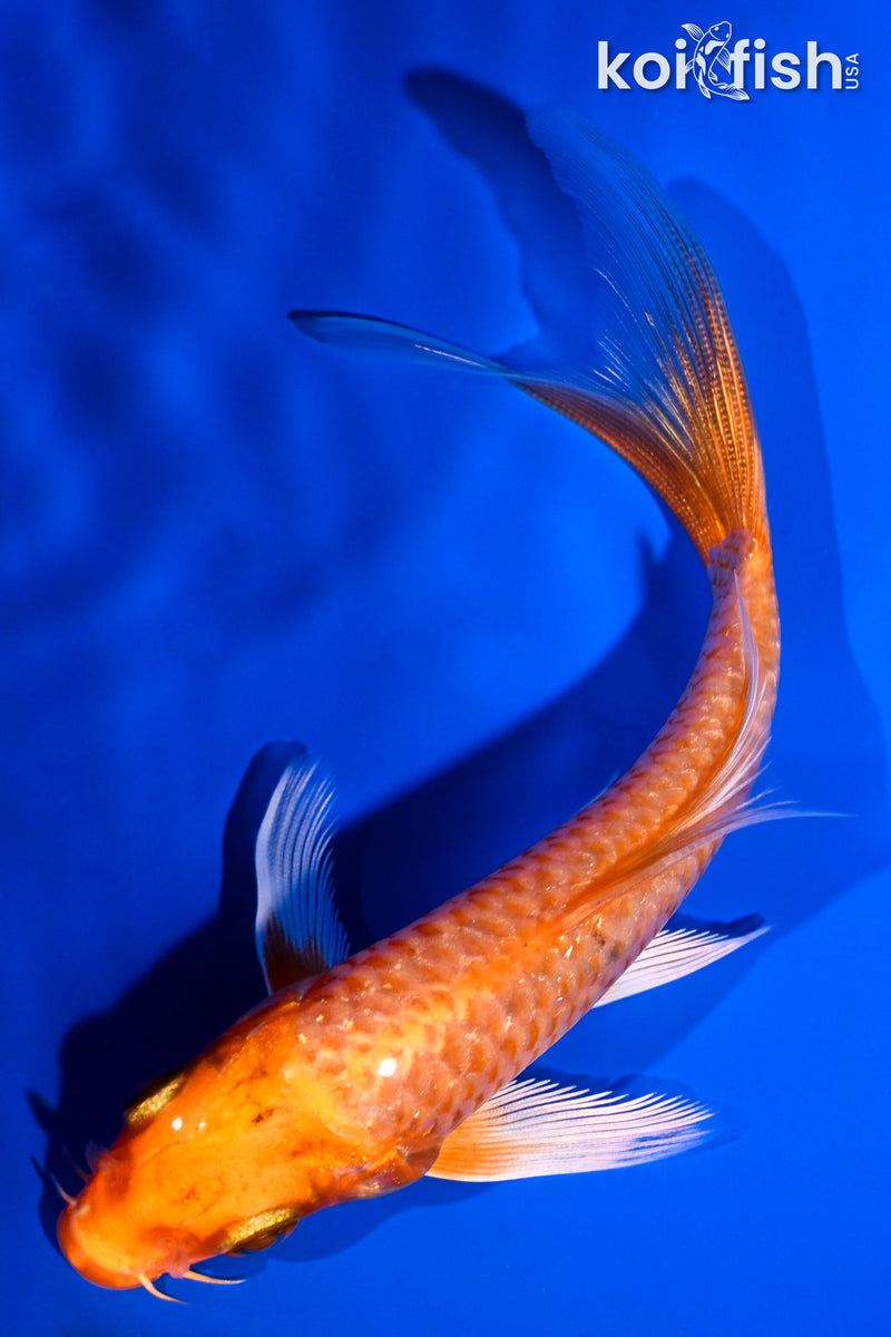 5" ORENJI OGON BUTTERFLY