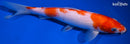 9.25" KUCHIBENI KOHAKU