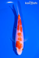 5" KOHAKU