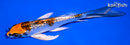 5.5" GINRIN KUJAKU BUTTERFLY
