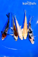 PACK OF (5) 3.75-4" MIXED STANDARD KOI