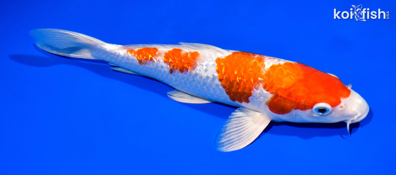 10.5" GINRIN HARIWAKE