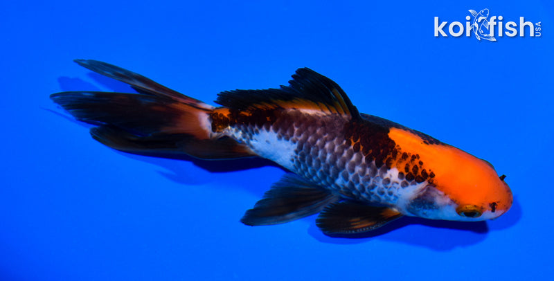 5.75" WAKIN GOLDFISH