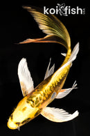 8.25" KIN KIKOKURYU BUTTERFLY