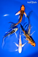 PACK OF (5) 4.5-5.5" BUTTERFLY KOI