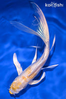 7.75" LEMON HARIWAKE BUTTERFLY