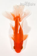 6" WAKIN GOLDFISH