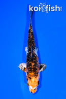 5" GINRIN YAMATO NISHIKI