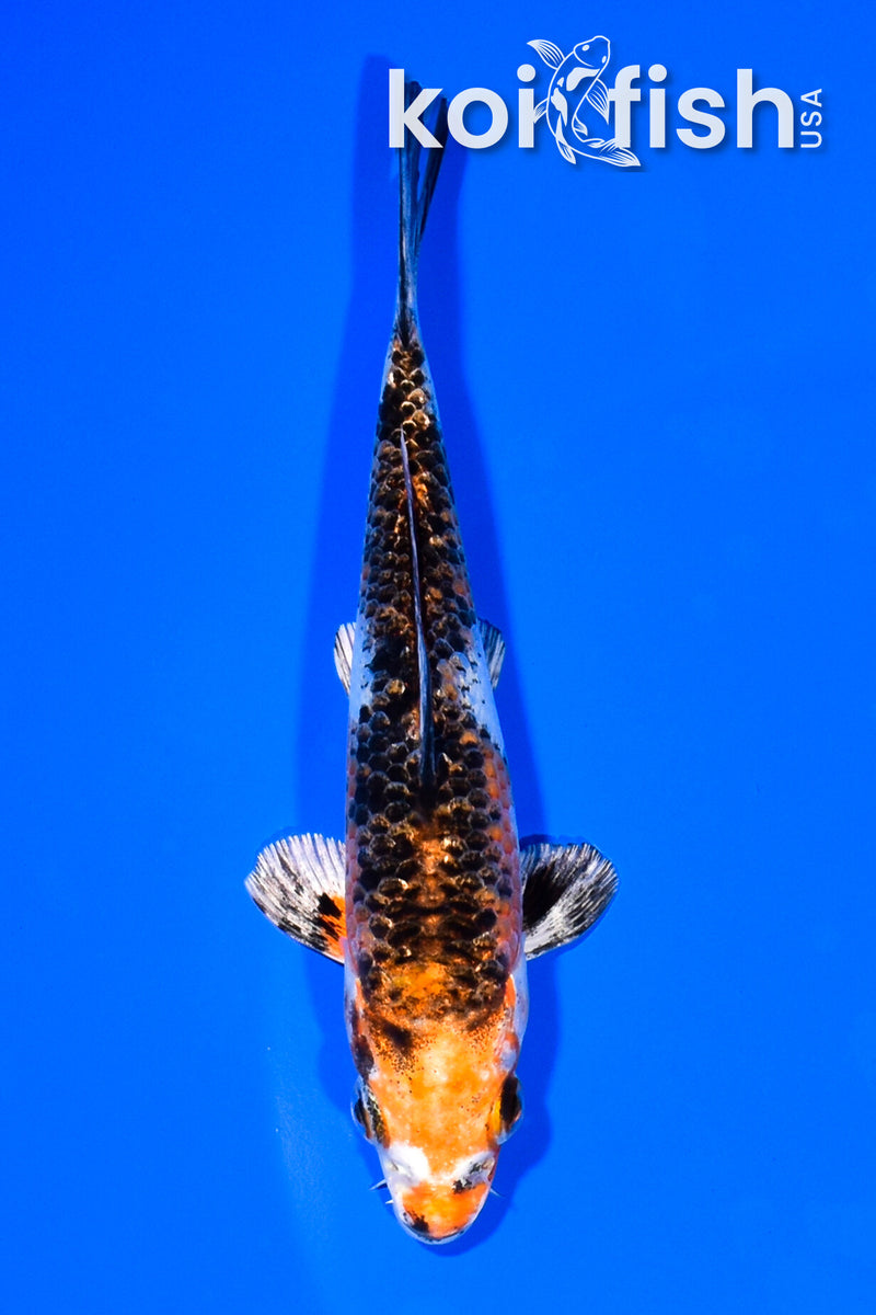5" GINRIN YAMATO NISHIKI