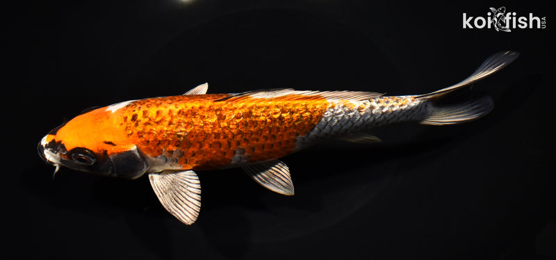 8.5" GINRIN BENI GINGA