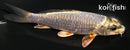 4.25" DOITSU METALLIC OCHIBA SHIGURE