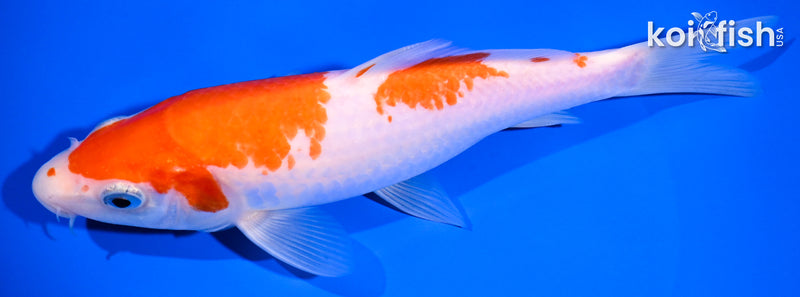 7.25" KOHAKU