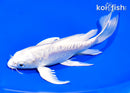7.25" ARAGOKE PLATINUM OGON BUTTERFLY